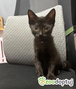 Do adopcji Cieszyn