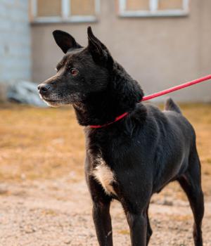 Do adopcji Mielec