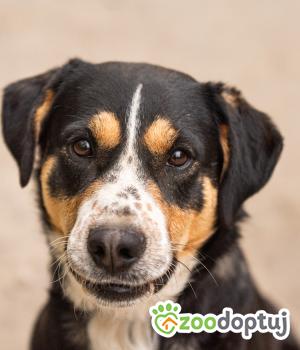 Do adopcji Warszawa