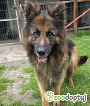 Do adopcji Zgierz