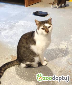 Do adopcji Gdańsk