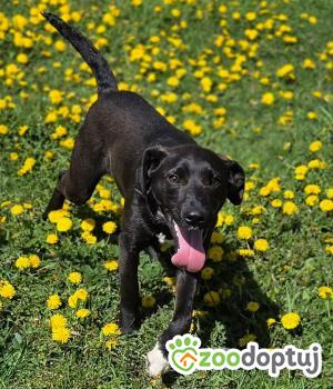 Do adopcji Zgierz