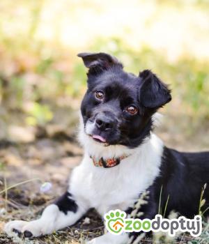 Do adopcji Radom