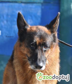 Do adopcji Nowy Dwór Mazowiecki