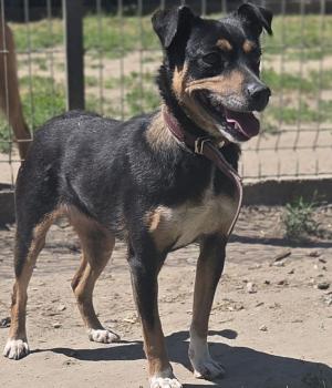 Do adopcji Zgierz