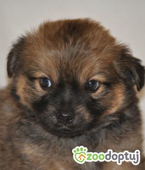 Do adopcji Nowy Dwór Mazowiecki