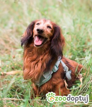 Do adopcji Sompolno