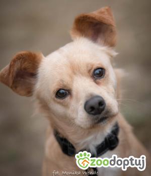 Do adopcji Myślenice