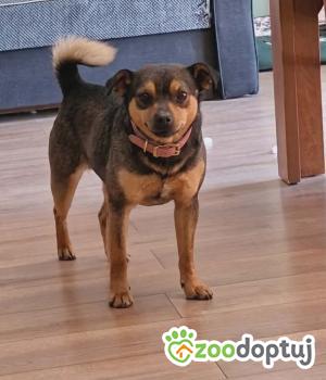 Do adopcji Radziejów