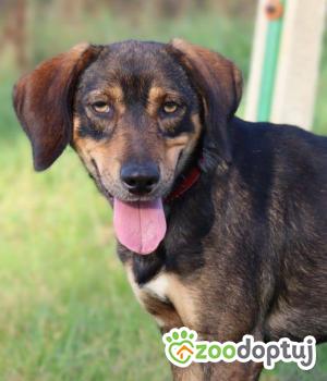 Do adopcji Głogów