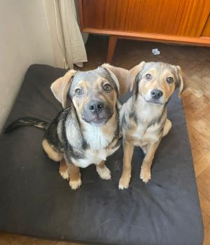 Do adopcji Białobrzegi