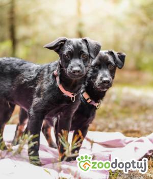 Do adopcji Radom