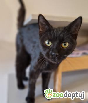 Do adopcji Cieszyn