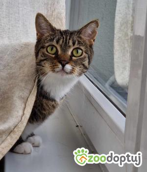Do adopcji Toruń
