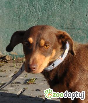 Do adopcji Nowy Dwór Mazowiecki