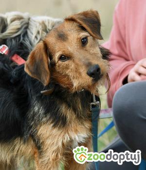 Do adopcji Krotoszyn