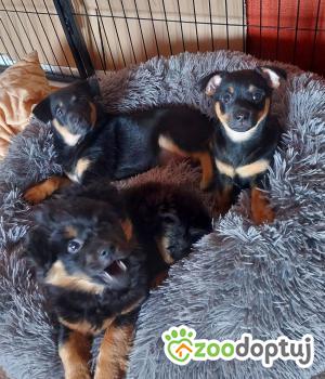 Do adopcji Rybnik