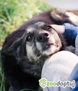 Do adopcji Sompolno