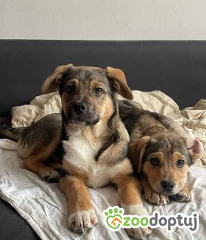 Do adopcji Białobrzegi