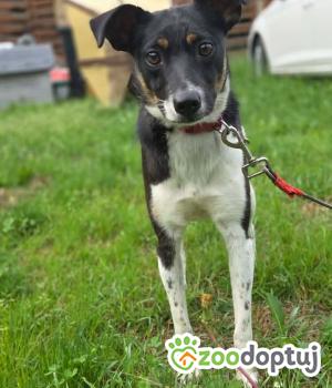 Do adopcji Zgierz