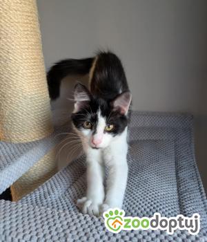 Do adopcji Rybnik