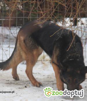 Do adopcji Nowy Dwór Mazowiecki