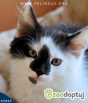 Do adopcji Rzeszów