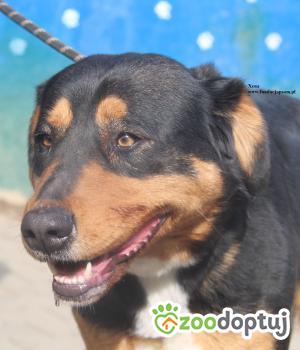 Do adopcji Nowy Dwór Mazowiecki