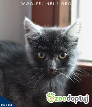 Do adopcji Rzeszów