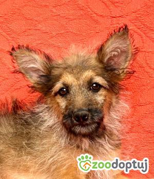 Do adopcji Warszawa