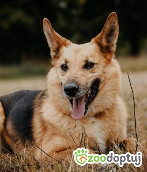 Do adopcji Głogów