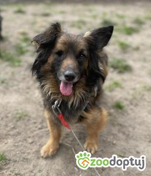 Do adopcji Zgierz