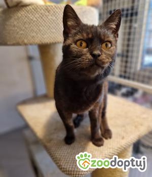 Do adopcji Cieszyn