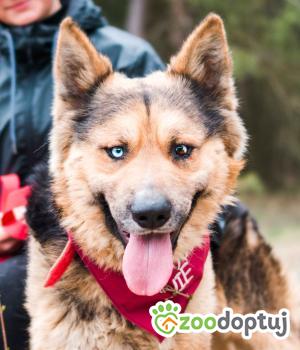 Do adopcji Sompolno