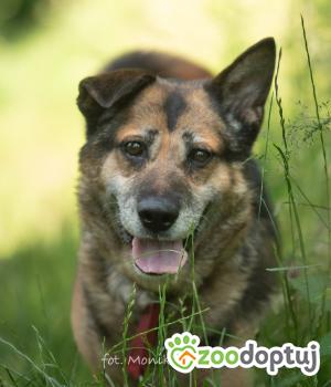 Do adopcji Myślenice