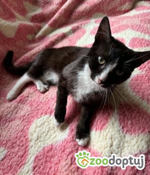 Do adopcji Zgierz