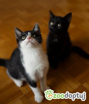 Do adopcji Toruń