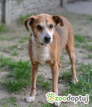 Do adopcji Mielec