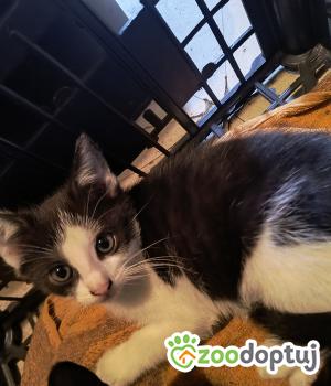 Do adopcji wolbrom