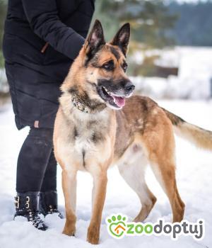 Do adopcji Białobrzegi