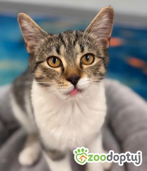 Do adopcji Stalowa Wola