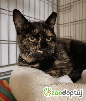 Do adopcji Wrocław