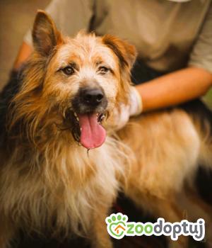 Do adopcji Łódź