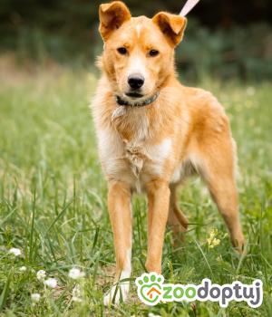 Do adopcji Radom