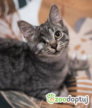 Do adopcji Wrocław