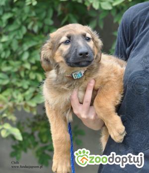 Do adopcji Nowy Dwór Mazowiecki