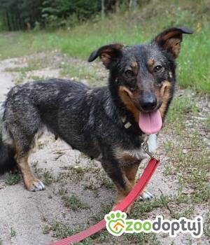 Do adopcji Głogów