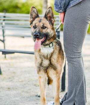 Do adopcji Białobrzegi