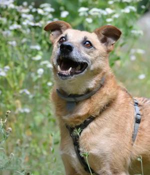 Do adopcji Warszawa