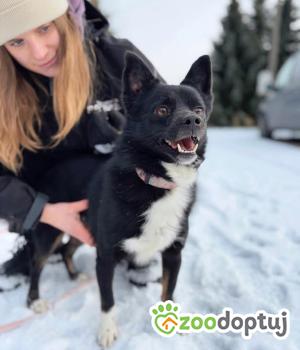 Do adopcji Białobrzegi